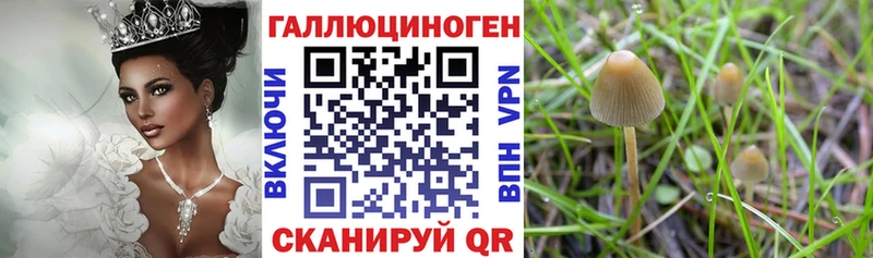 Купить где  Камешково  Псилоцибиновые грибы мухоморы 